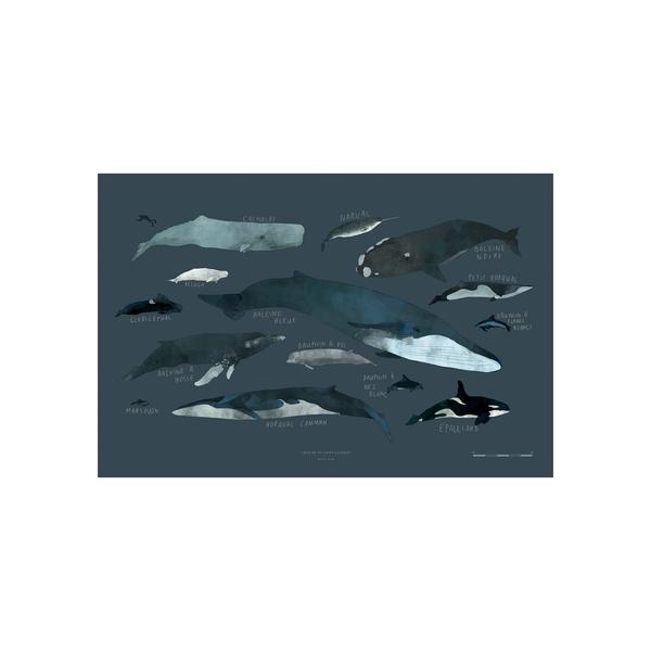 Whales chart – Print