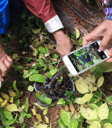 Plant identification experience for 1 person – Swallow Tail Tours