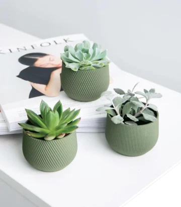 Mini Planter Set – Conifer
