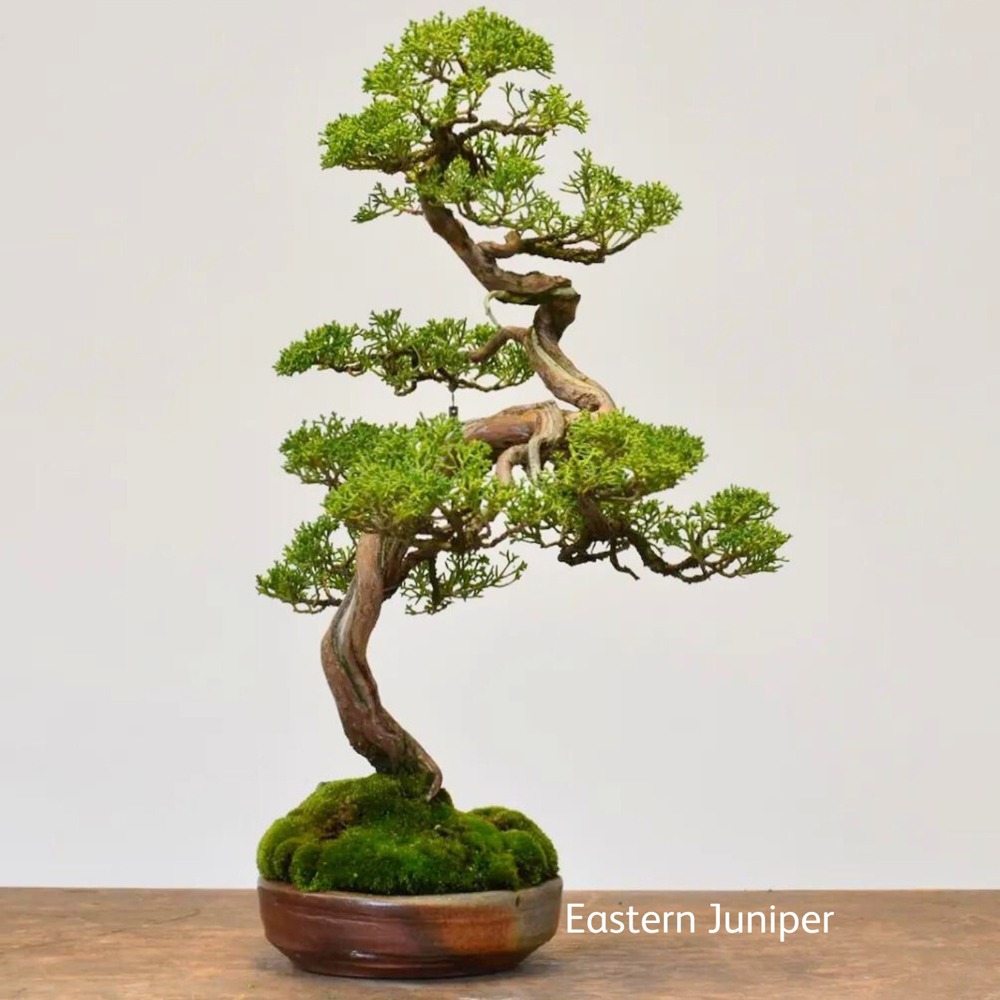 Bonsai Box - The Perfect Starter Kit (4 species)